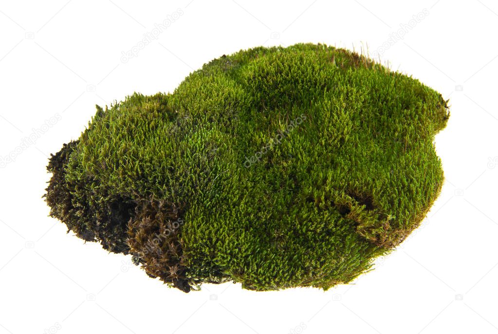 Green moss on white background