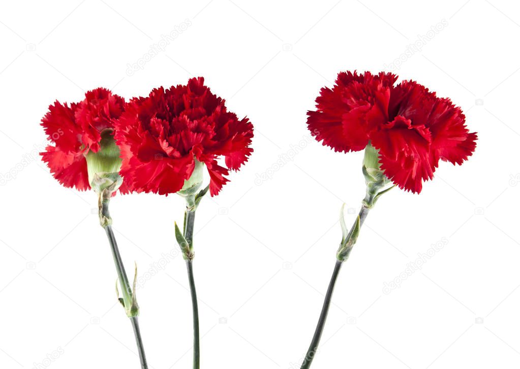 Red carnation flowers 