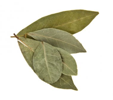 Beyaz arkaplanda defne yaprağı