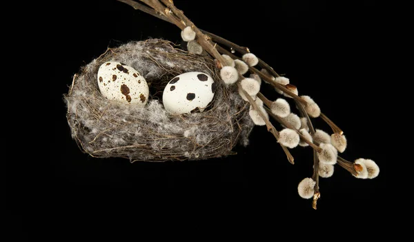 Œufs de caille dans le nid — Photo