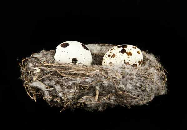 Yuvada bıldırcın yumurtası — Stok fotoğraf