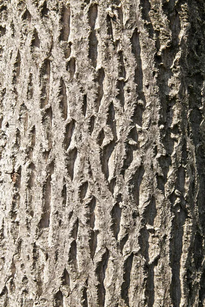 Ceviz ağacının kabuğu — Stok fotoğraf