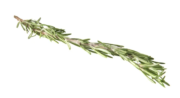 Rosemary em fundo branco — Fotografia de Stock