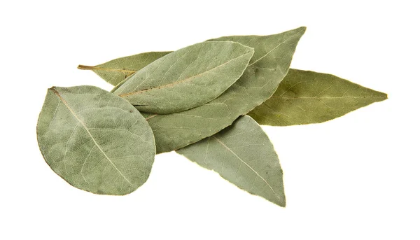 Hoja de laurel sobre fondo blanco —  Fotos de Stock