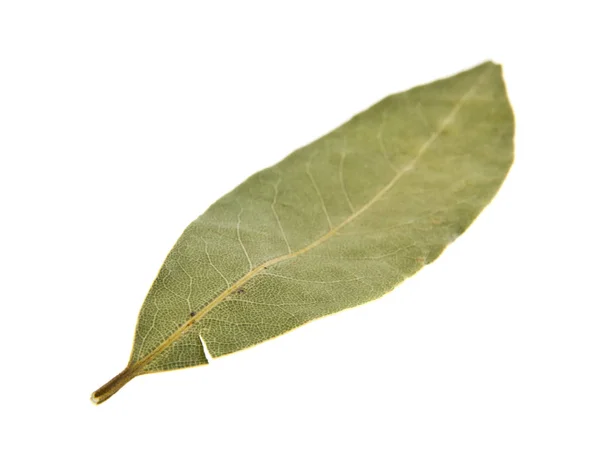 Bay leaf on white background — Stock Photo, Image
