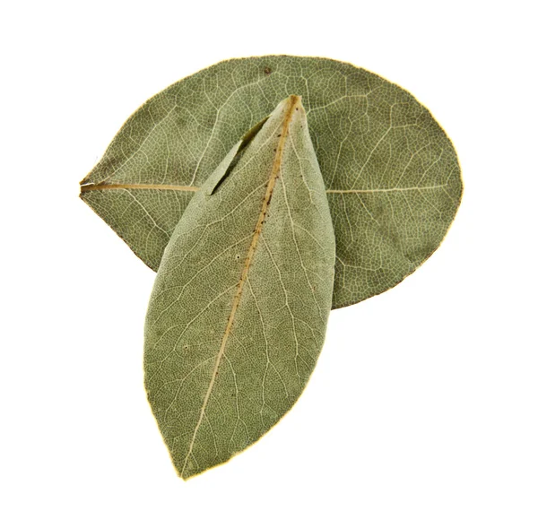 Hoja de laurel sobre fondo blanco —  Fotos de Stock