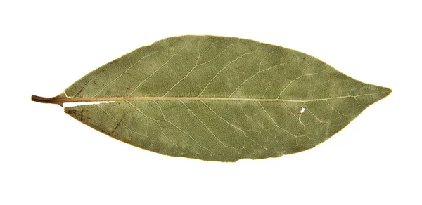 Hojas de laurel sobre fondo blanco — Foto de Stock