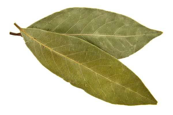 Лавровые листья на белом фоне — стоковое фото