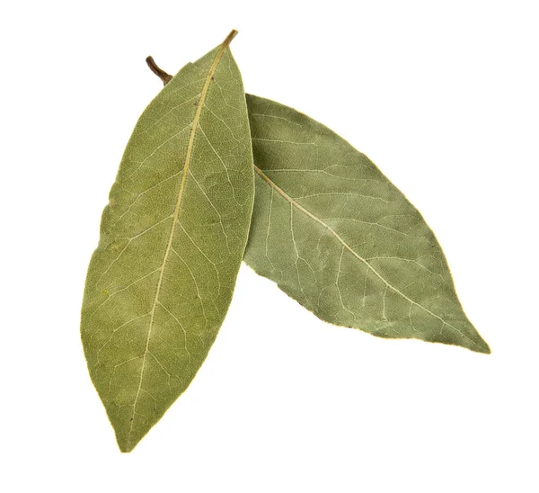 Лавровые листья на белом фоне — стоковое фото