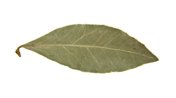 Bay leaves on white background — Stock Photo, Image