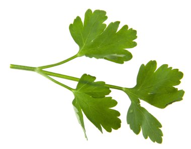 Maydanoz yaprakları beyaz arkaplanda yalıtılmış