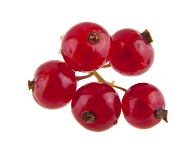 Beyaz arka plan closeup izole kırmızı kuş üzümü