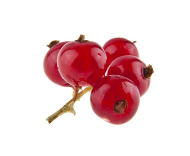 Beyaz arka plan closeup izole kırmızı kuş üzümü