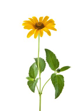 Beyaz arka plan closeup izole sarı camomiles