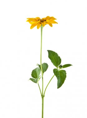 Beyaz arka plan closeup izole sarı camomiles