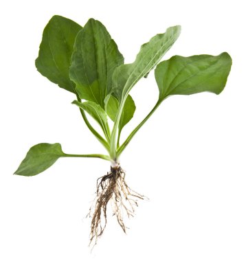 Beyaz arka plan üzerinde izole muz