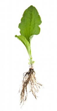 Beyaz arka plan üzerinde izole muz