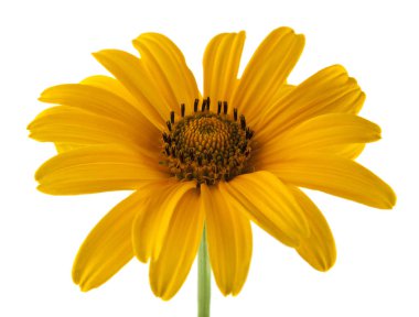 Beyaz arkaplanda izole edilmiş sarı çiçekler