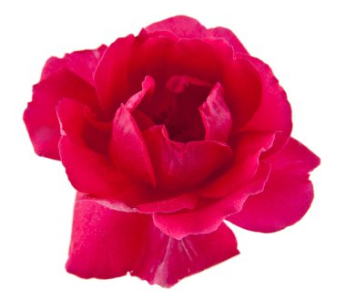 kırmızı gül beyaz arkaplanda izole