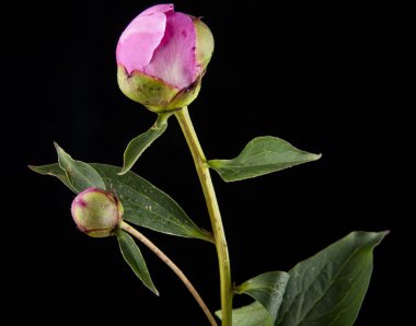 Şakayık çiçekleri siyah bir zemin üzerine