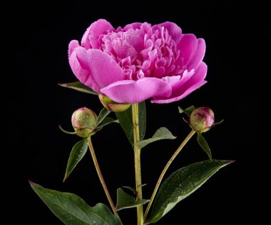 Şakayık çiçekleri siyah bir zemin üzerine