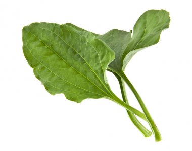 Beyaz arka plan closeup izole muz yaprakları