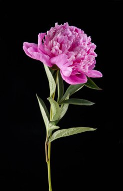 Şakayık çiçekleri siyah bir zemin üzerine