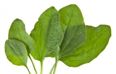 Beyaz arka plan closeup izole muz yaprakları