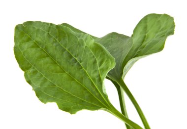 Beyaz arka plan closeup izole muz yaprakları