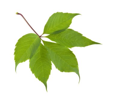 Beyaz arka plan closeup izole yaprak