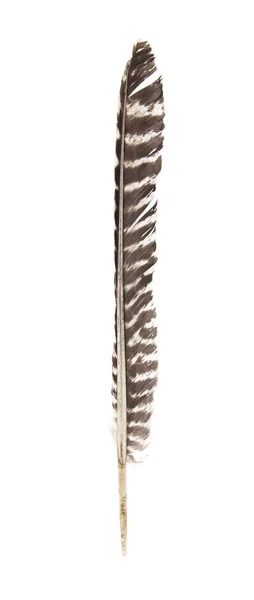 Goose feather isolated on white background — Stock Photo, Image