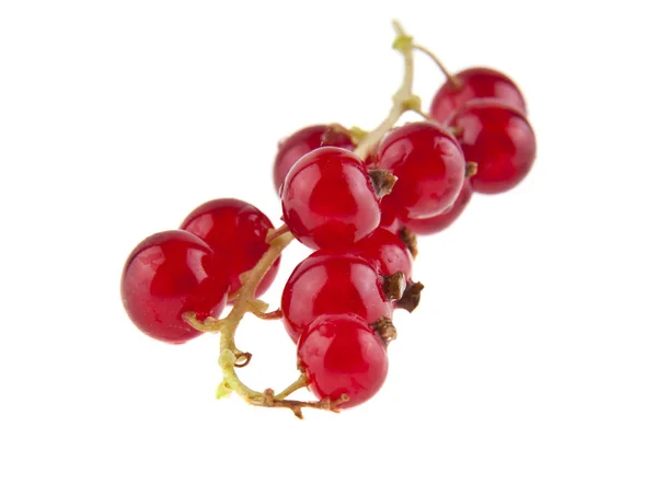 Red currant isolated on white background closeup — Stock Photo, Image