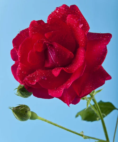 Czerwone róże w kropli wody na niebieskim tle — Zdjęcie stockowe