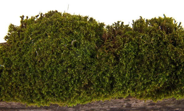 Beyaz arka plan üzerinde izole eski tahta üzerinde yosun — Stok fotoğraf