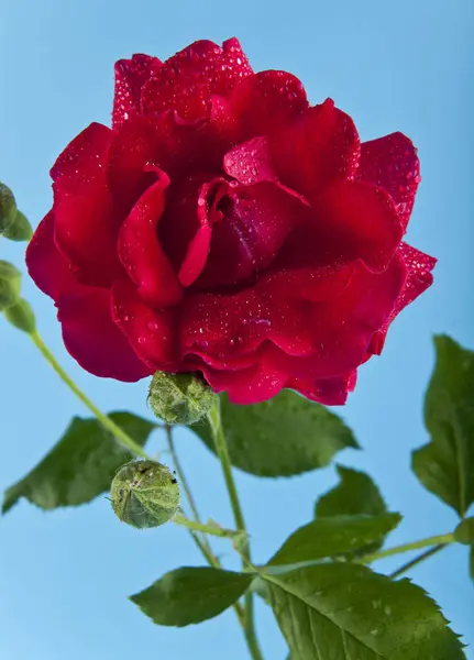 Rode rozen in druppels water op een blauwe achtergrond — Stockfoto