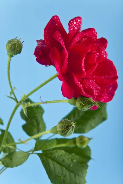 Rode rozen in druppels water op een blauwe achtergrond — Stockfoto