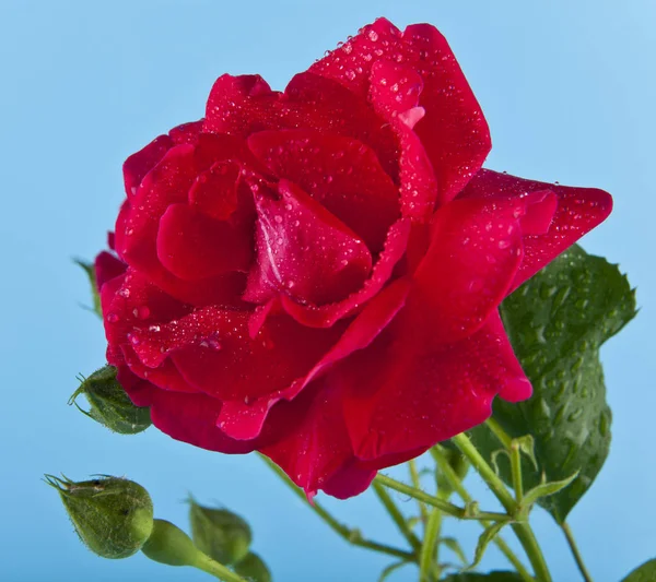 Czerwone róże w kropli wody na niebieskim tle — Zdjęcie stockowe