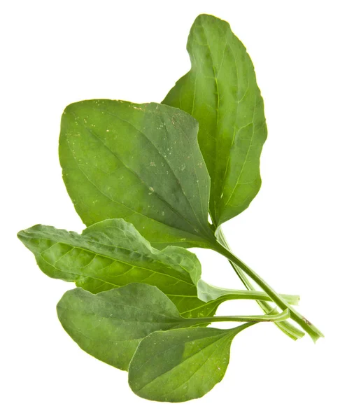 stock image Plantain leaves isolated on white background closeup