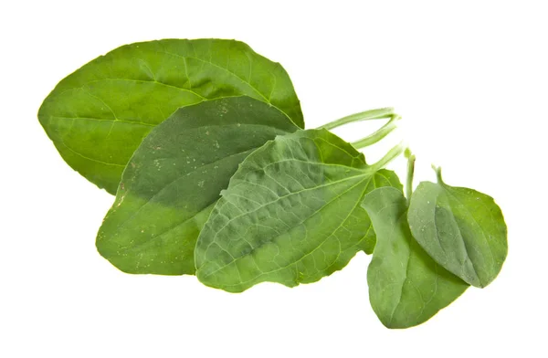 Feuilles de plantain isolées sur fond blanc gros plan — Photo