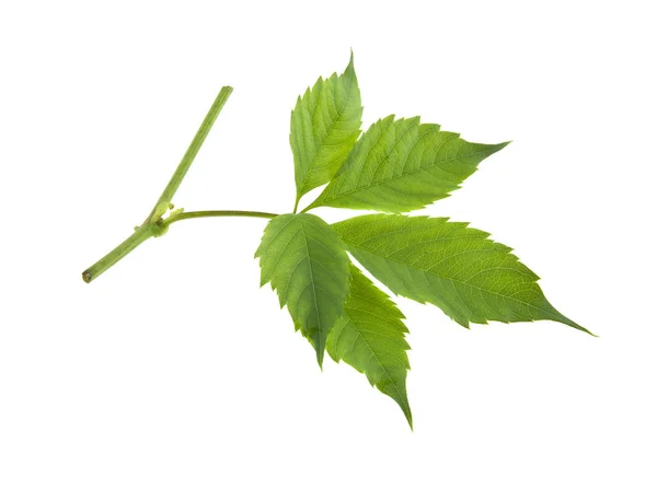 Traubenblätter isoliert auf weißem Hintergrund Nahaufnahme — Stockfoto