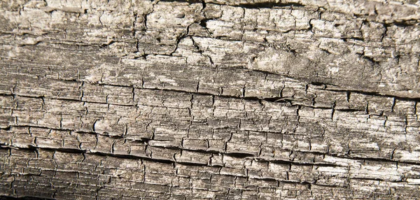 Vecchio albero texture come sfondo — Foto Stock