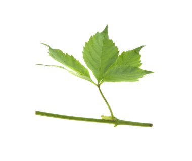 Beyaz arkaplanda yalıtılmış üzüm yaprakları