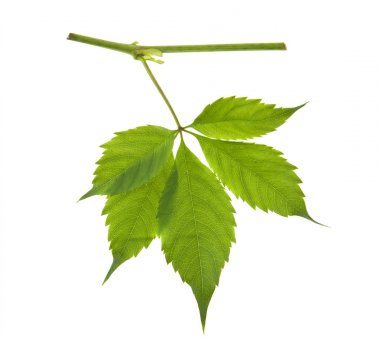 Beyaz arkaplanda yalıtılmış üzüm yaprakları