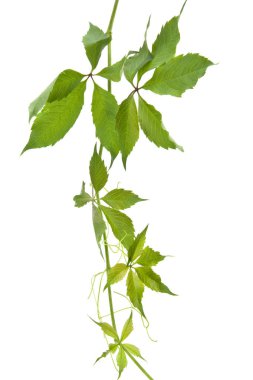 Beyaz arkaplanda yalıtılmış üzüm yaprakları