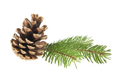 Noel ağacı ve beyaz arka plan üzerinde izole koniler dalı