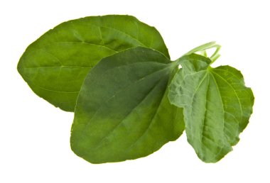 beyaz zemin üzerinde izole muz yaprakları