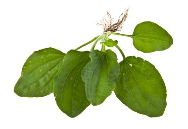 Plantain leaves isolated on white background clipart