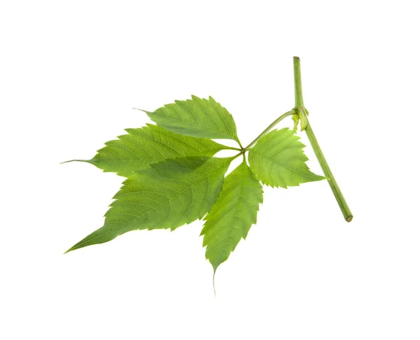 Grape leaves isolated on white background — Stock Photo, Image