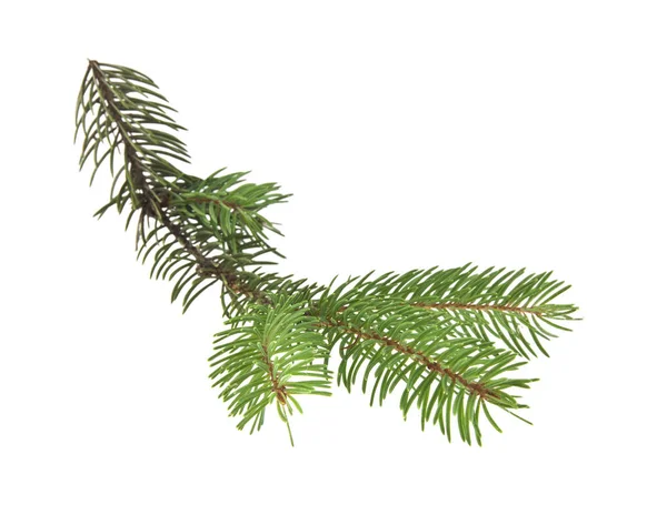 Branch of Christmas tree isolated on white background — Stock Photo, Image