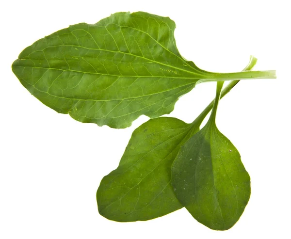 Feuilles de plantain isolées sur fond blanc — Photo